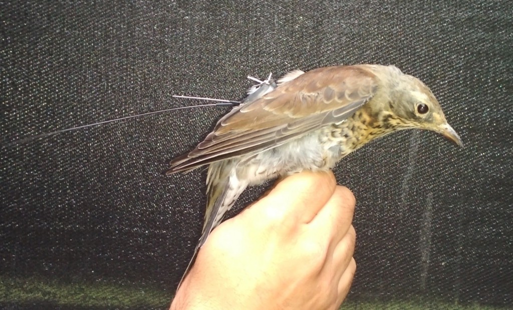 Cesena con ‘zainetto’ GPS (foto Diego Rubolini)