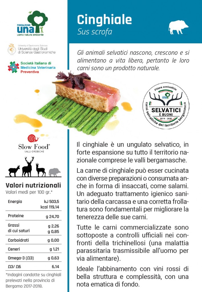 cinghiale1