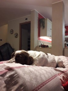 49345010 2306696159575109 3711436683929976832 n