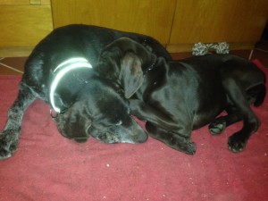 50260476 2239061973080871 3360036783487188992 n