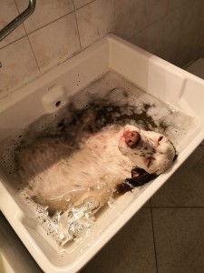 50286202 1926661020716984 238196605608525824 n