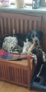 50468880 2001261846662338 3065418420871757824 n