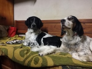 IMG 20181105 103243 resized 20190124 013016515