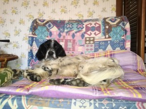 IMG 20181211 104716 resized 20190124 013017234